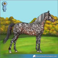 Horse Color:Brown Appaloosa 