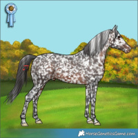 Horse Color:Brown Appaloosa 