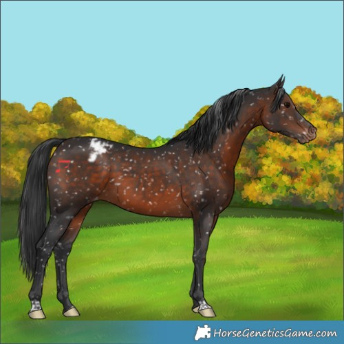 Horse Color:Brown Snowflake Varnish 