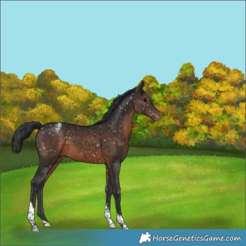 Horse Color:Brown Tobiano Appaloosa 