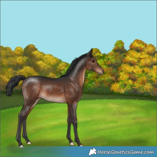 Horse Color:Brown 