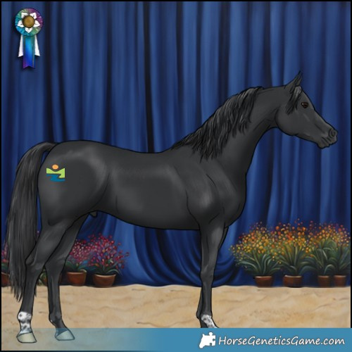 Horse Color:Black 