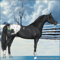 Horse Color:Black Appaloosa