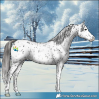 Horse Color:Black Appaloosa Rabicano 