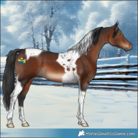 Horse Color:Brown Tobiano 