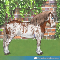 Horse Color:Chestnut Splash Frame  and Chestnut Splash Frame 