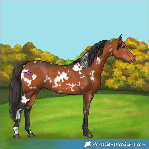 Horse Color:White Spotted Bay 