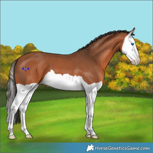 Horse Color:Bay Splash 