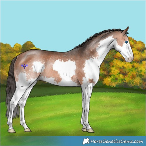Horse Color:Bay Splash Rabicano 