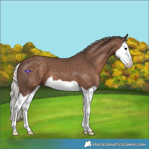 Horse Color:Silver Black Splash 