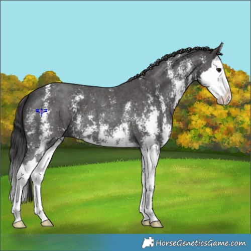 Horse Color:Smoky Black Sabino Splash 