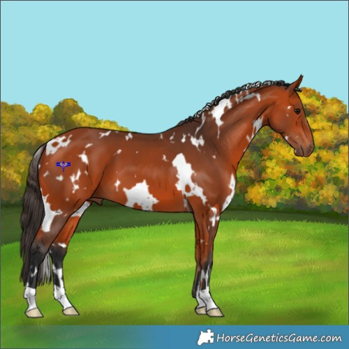 Horse Color:White Spotted Bay 
