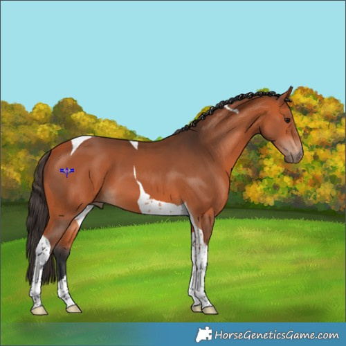 Horse Color:Bay Tobiano 
