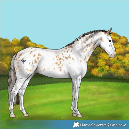 Horse Color:White Spotted Buckskin Splash Near Leopard 