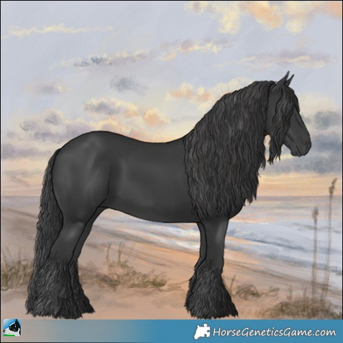 Horse Color:Black 
