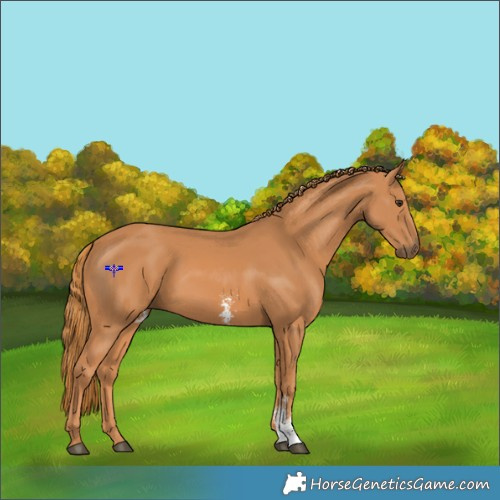 Horse Color:Chestnut Sabino