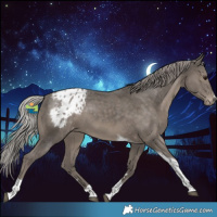 Horse Color:Silver Black Tobiano Appaloosa
