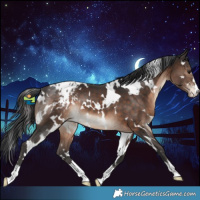 Horse Color:White Spotted Brown Appaloosa 