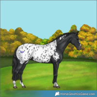 Horse Color:Black Appaloosa Rabicano 