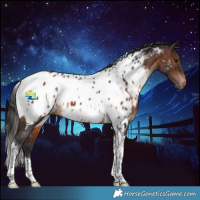 Horse Color:Brown Tobiano Appaloosa 