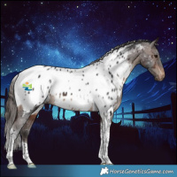 Horse Color:Brown Tobiano Appaloosa 