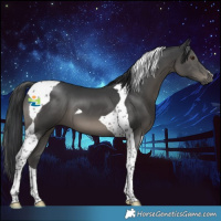 Horse Color:Black Tobiano 