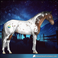 Horse Color:Brown Tobiano Appaloosa 