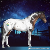Horse Color:Brown Tobiano Near Leopard 