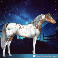 Horse Color:Gray White Spotted Buckskin Tobiano Appaloosa