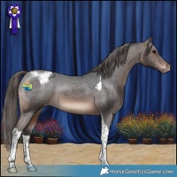 Horse Color:Brown Tobiano Appaloosa 