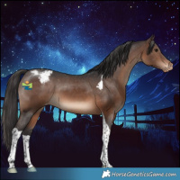 Horse Color:Brown Tobiano Appaloosa