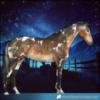 Horse Color:Gray White Spotted Buckskin Appaloosa 