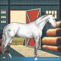 Horse Color:Gray White Spotted Buckskin Appaloosa 