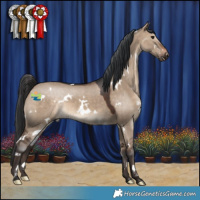 Horse Color:White Spotted Brown Dun 