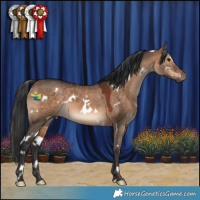 Horse Color:White Spotted Brown Dun