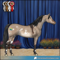 Horse Color:White Spotted Brown Dun 