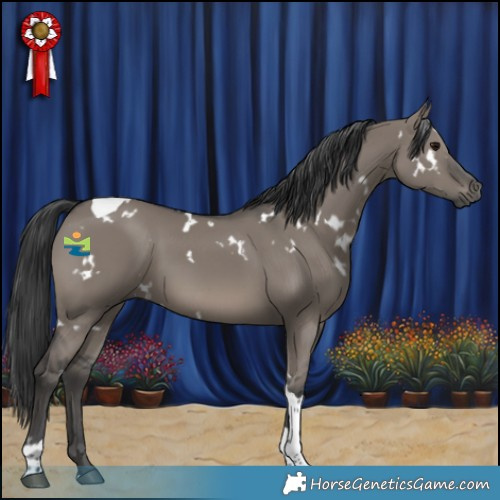 Horse Color:White Spotted Grullo Tobiano 