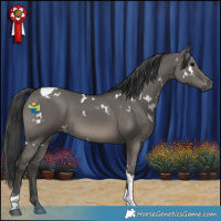 Horse Color:White Spotted Grullo Tobiano 