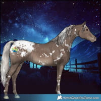 Horse Color:White Spotted Silver Black Appaloosa 