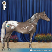 Horse Color:White Spotted Silver Black Appaloosa 