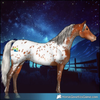 Horse Color:White Spotted Silver Brown Appaloosa 