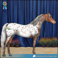Horse Color:White Spotted Silver Brown Near Leopard 