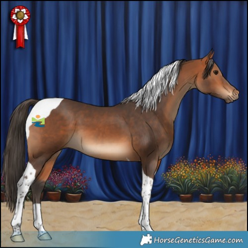 Horse Color:Bay Tobiano 