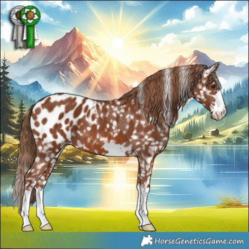 Horse Color:Chestnut Appaloosa 