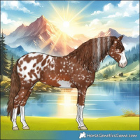 Horse Color:Chestnut Appaloosa 