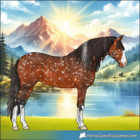 Horse Color:Bay Appaloosa 