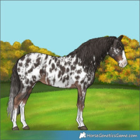 Horse Color:Liver Chestnut Sabino Splash Appaloosa and Liver Chestnut Sabino Splash Appaloosa