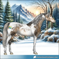 Horse Color:Gray Silver Buckskin Tobiano Appaloosa 