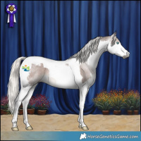 Horse Color:Gray Silver Black Splash Tobiano Appaloosa 