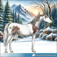Horse Color:Gray Silver Black Splash Tobiano Appaloosa 